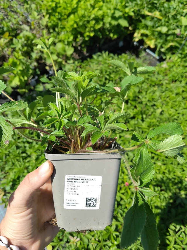 Nepal Cinquefoil Ron McBeath - 12. 8. 2026