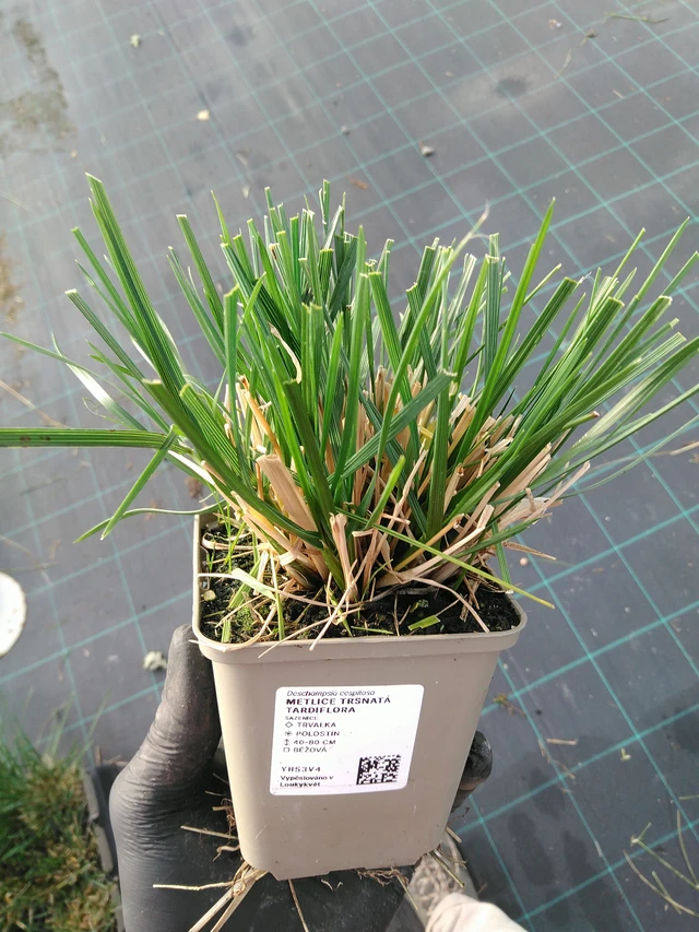 Metlice trsnatá Tardiflora - 31. 10. 2025