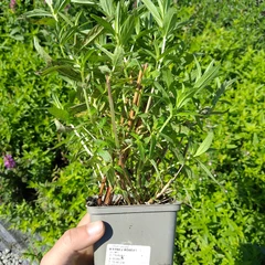 Jungpflanze