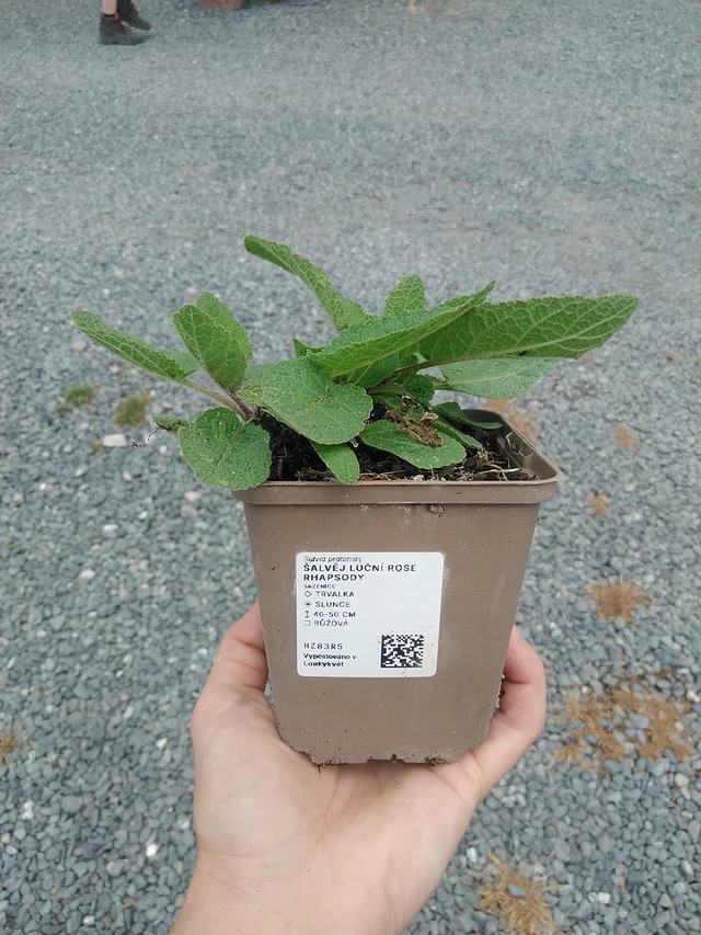 Niittysalvia Rose Rhapsody - 21. 7. 2026