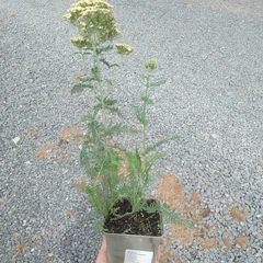 Planta