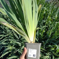Plantón