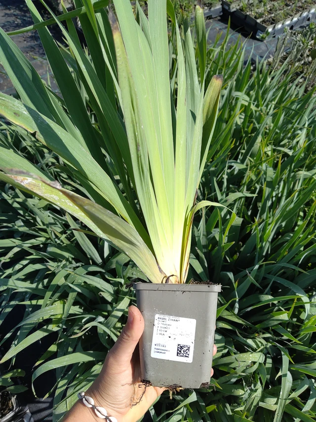 Sisyrinchium striatum - 12. 8. 2026