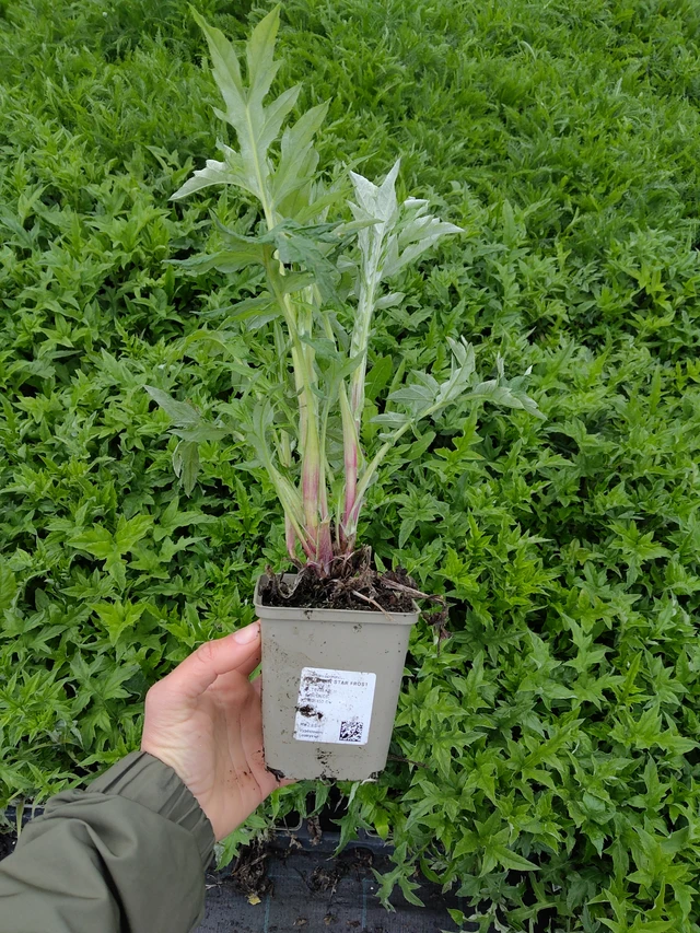 Échinops Star Frost - 13. 5. 2026