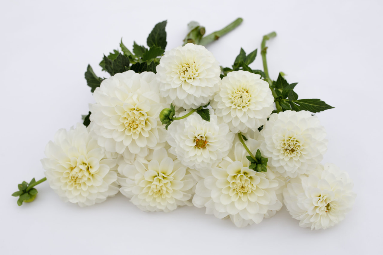 Dalia White Trophy, Loukykvět