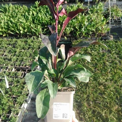 Plantón
