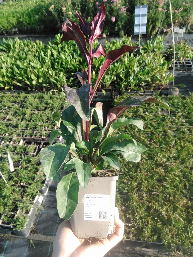 Penstemon Husker Red - 22. 7. 2026