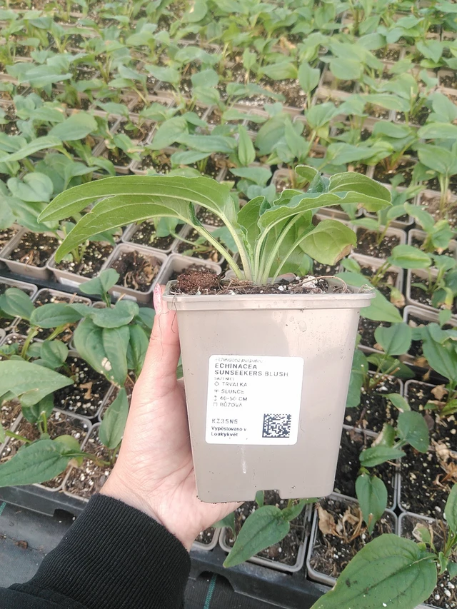 Echinacea SunSeekers Blush - 16. 7. 2026