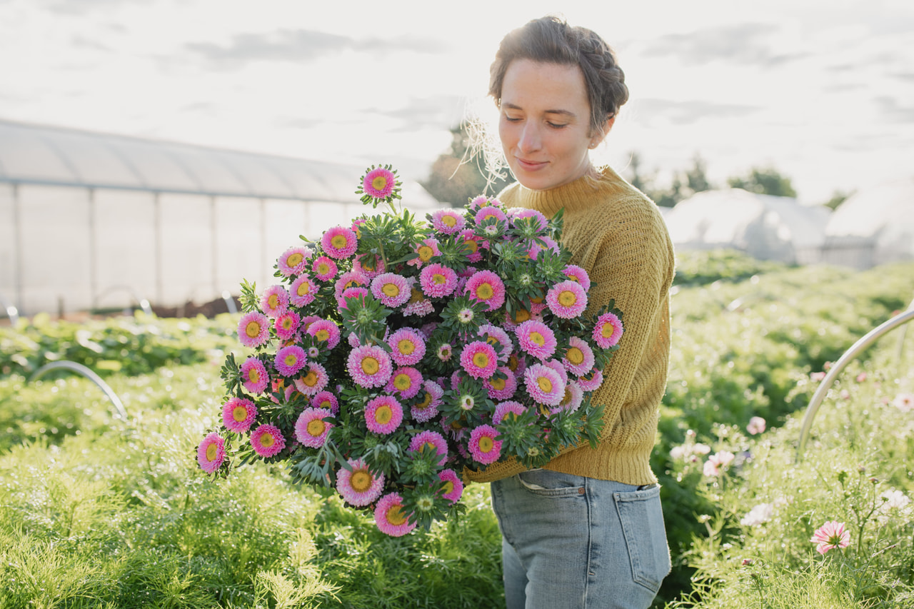 Reine-marguerite Matsumoto Pink, Loukykvět