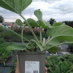 Plantón