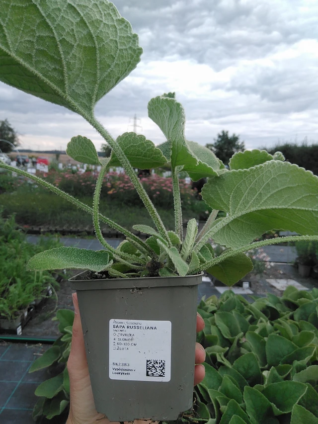 Phlomis Russeliana - 21. 7. 2026