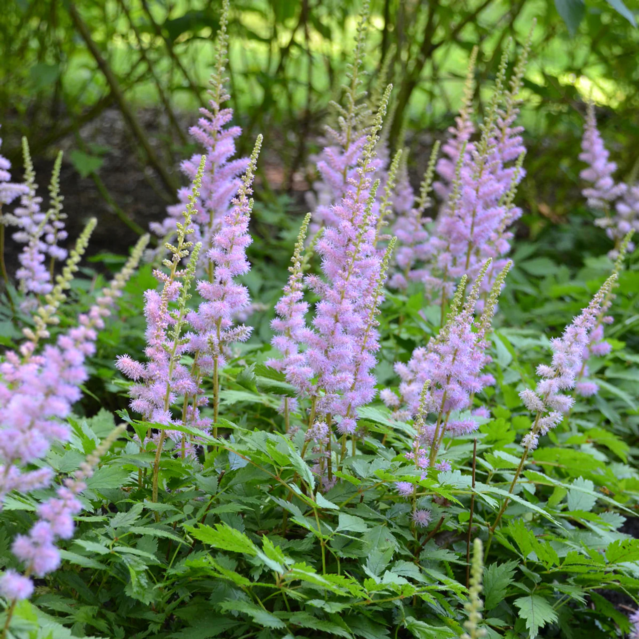 Chinesische Prachtspiere Pumila, Loukykvět