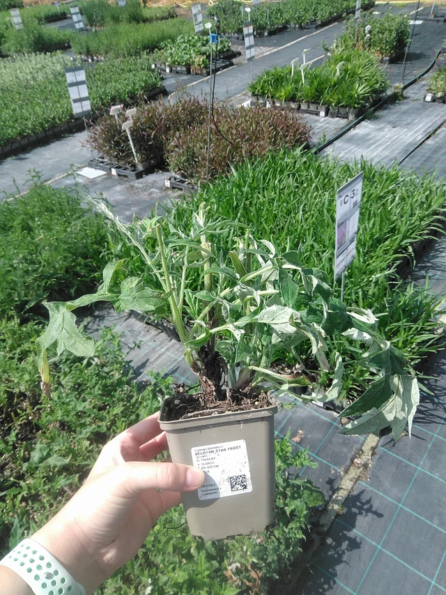 Kogeldistel Star Frost - 2. 6. 2026