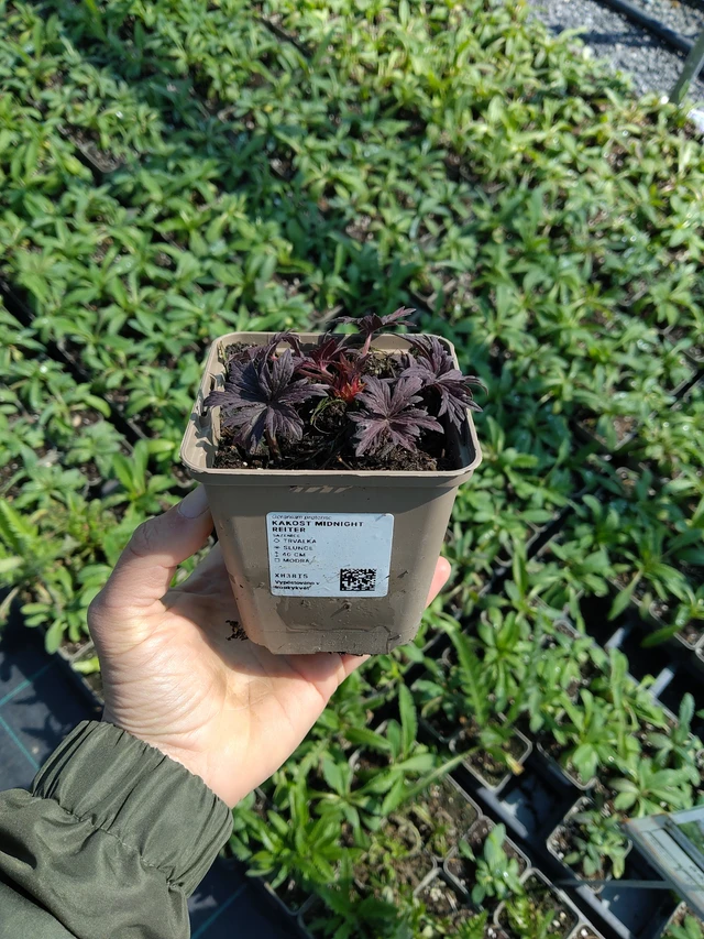 Géranium Midnight Reiter - 13. 5. 2026