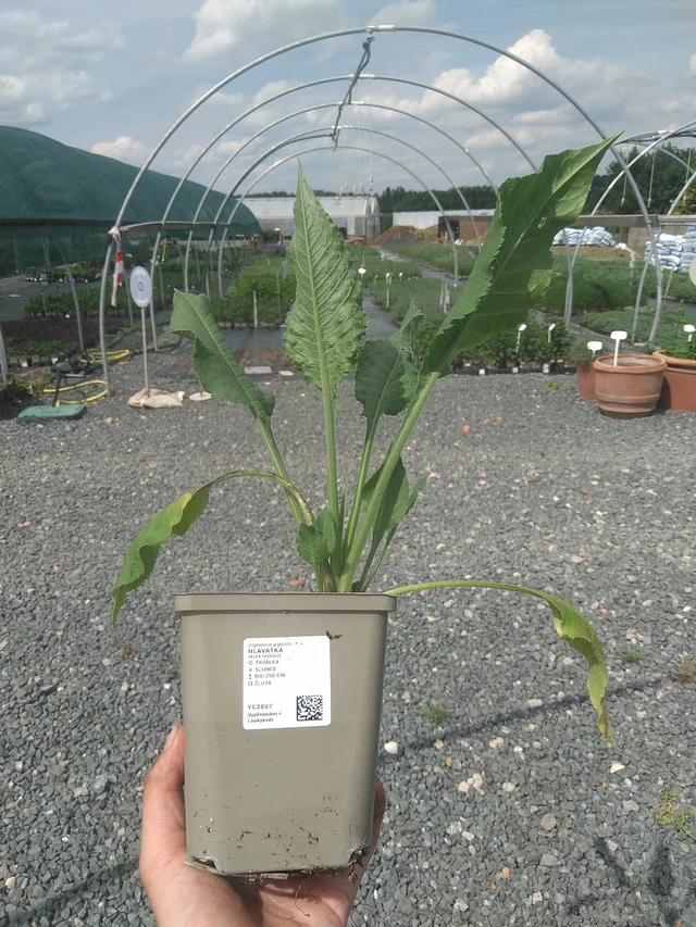 Reuzenscabiosa - 2. 6. 2026