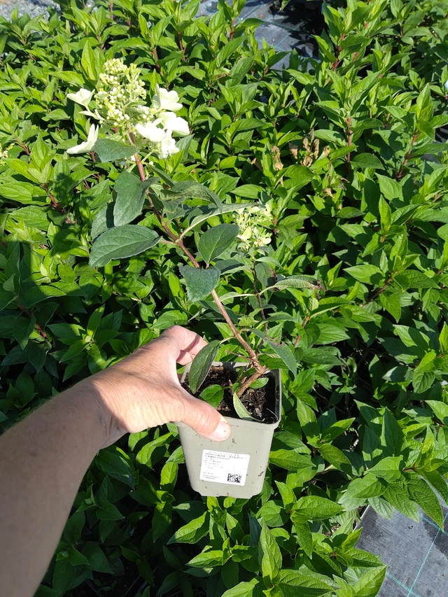 Aedhortensia Candlelight - 16. 7. 2026