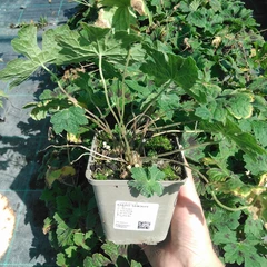 Palánta