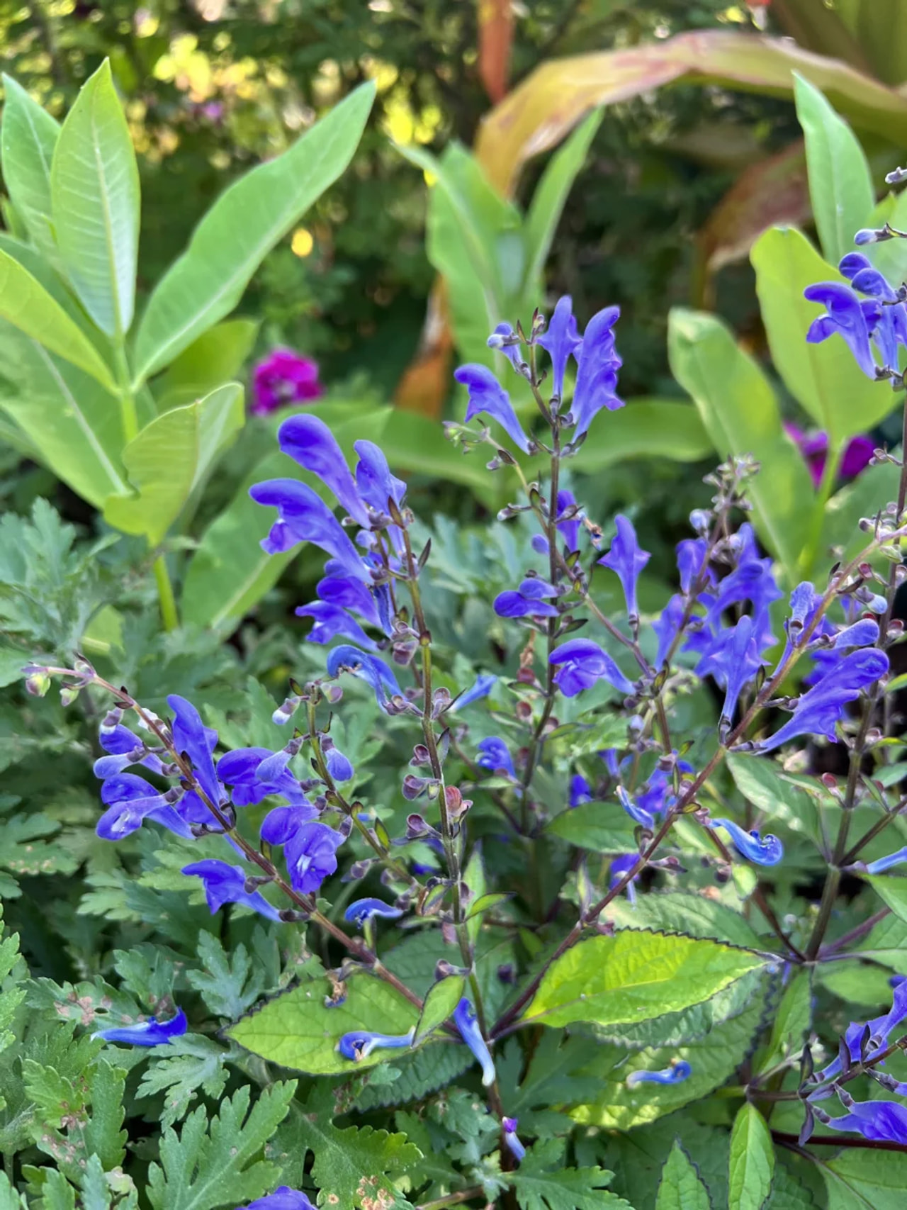 Scutellaire Bumblebee Blues, Loukykvět