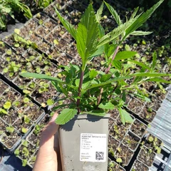 Plant