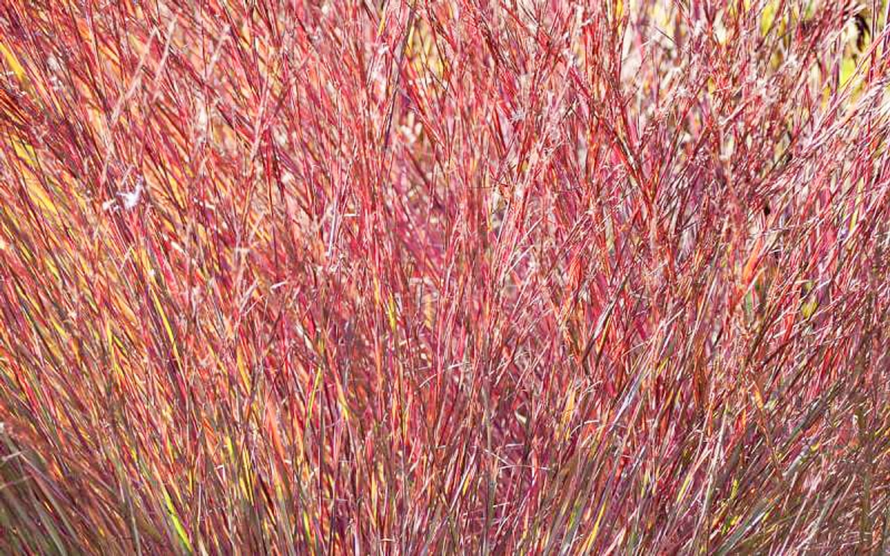 Klein prairiegras Red Frost, Loukykvět