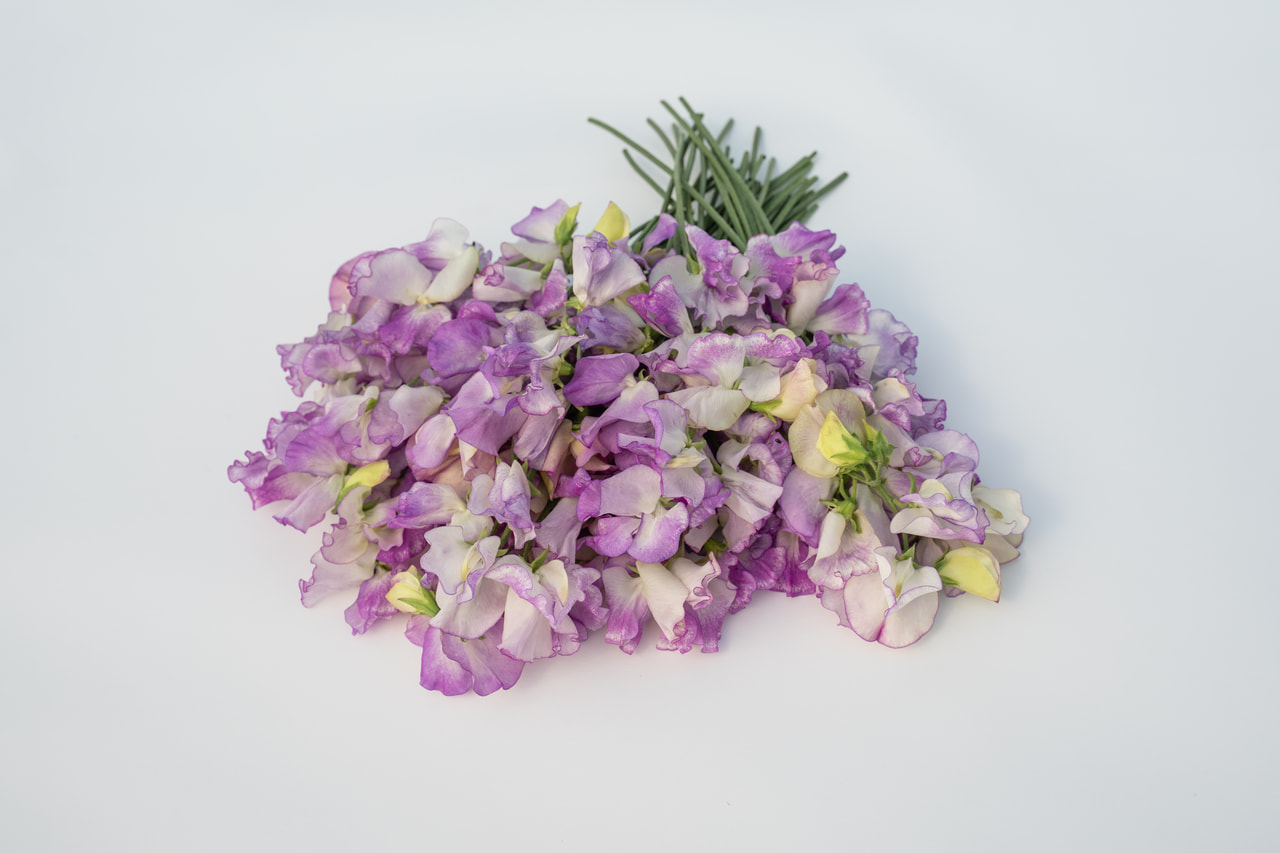 Sweet Pea Pulsar, Loukykvět