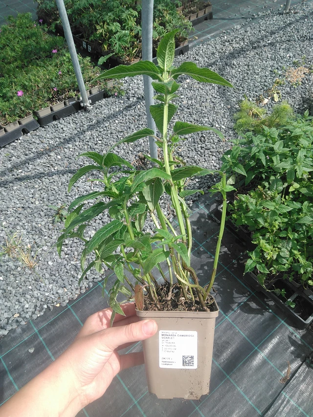 Monarda Cambridge Scarlet - 2. 6. 2026