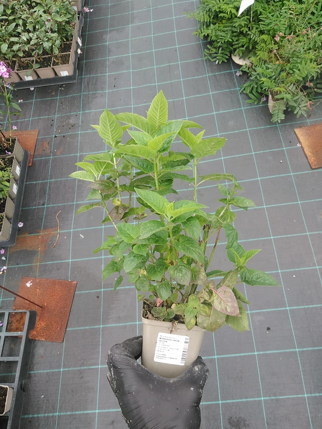 Monarda Snow Queen - 4. 8. 2025
