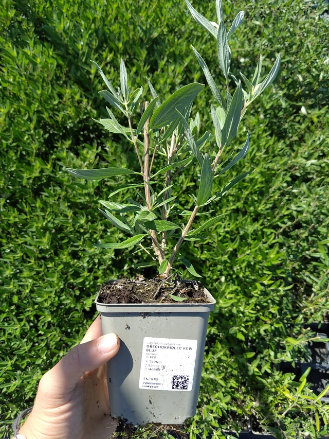 Ořechokřídlec Kew Blue - 12. 8. 2026