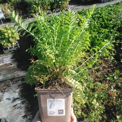 Planta