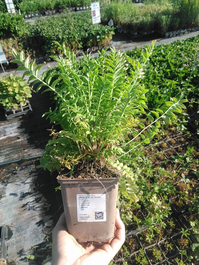 Polemonium Blue Pearl - 22. 7. 2026