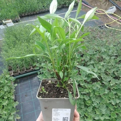 Seedling