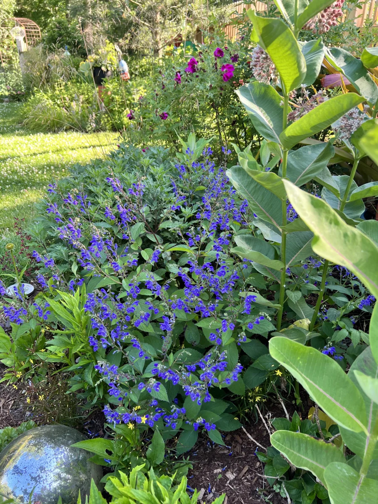 Scutellaire Bumblebee Blues, Loukykvět