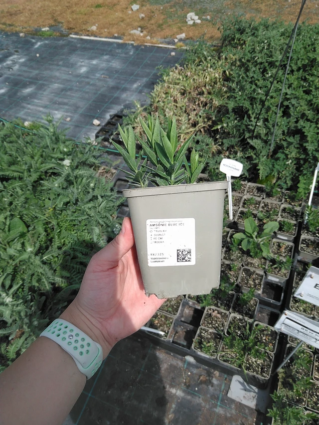 Amsonia Blue Ice - 2. 6. 2026