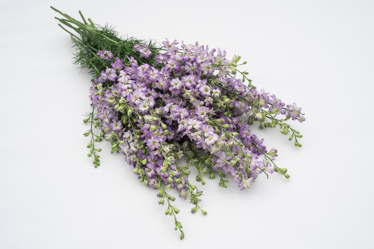 Kesäritarinkannus Fancy Purple Picotee, Loukykvět
