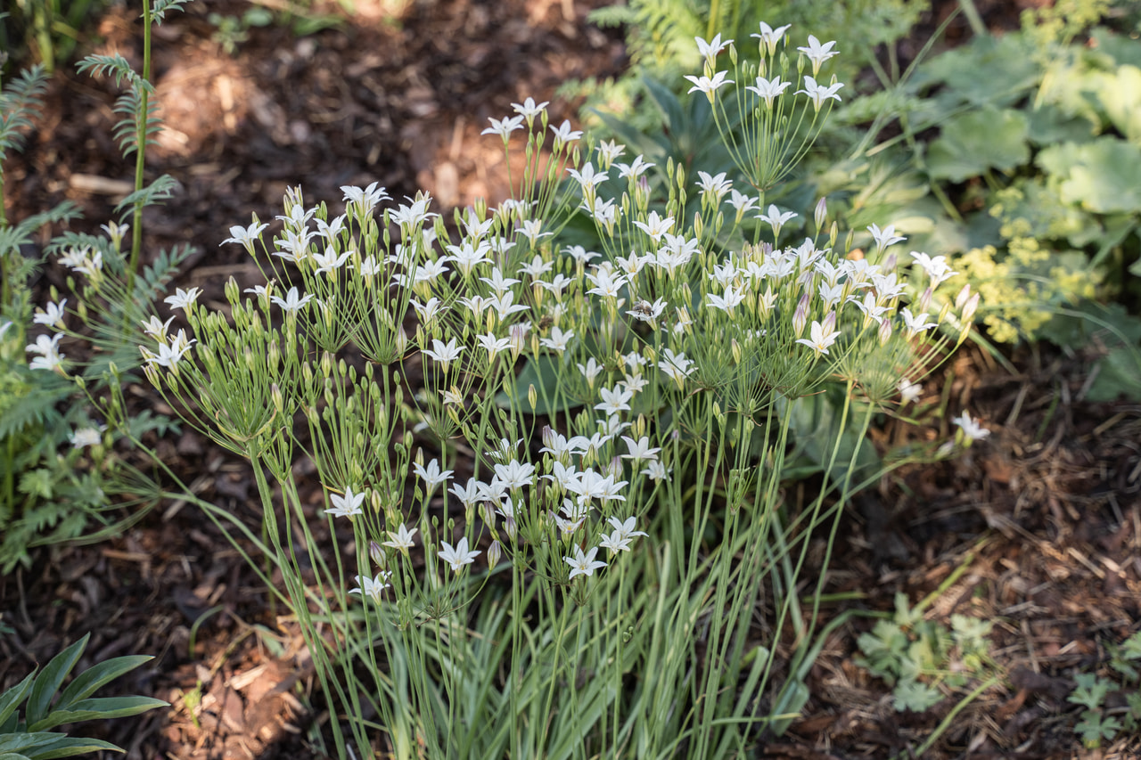 Triteleja Silver Queen, Loukykvět