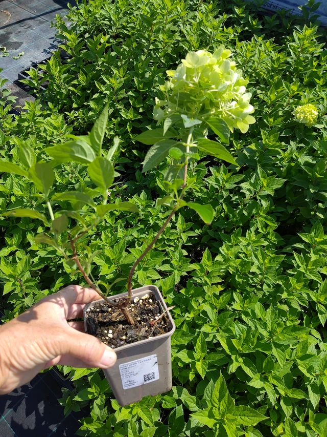 Pluimhortensia Limelight - 16. 7. 2026