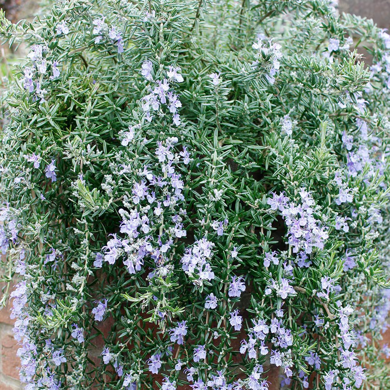 Romarin Blue Rain, Loukykvět