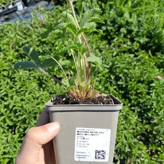 Plantón