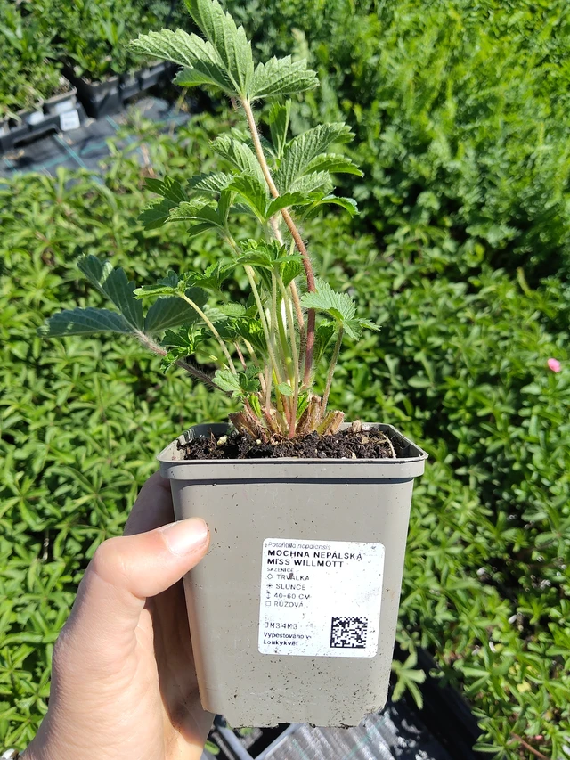 Potentilla nepalensis Miss Willmott - 12. 8. 2026