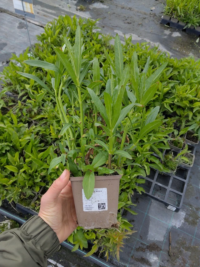 Řetězovka Rosea - 13. 5. 2026