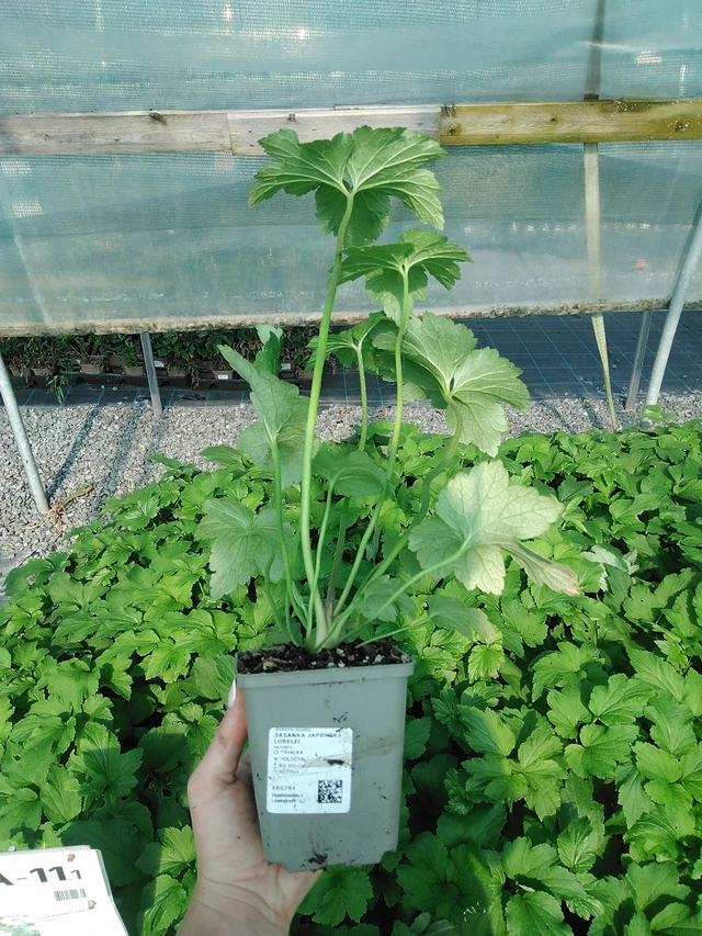 Japoninė plukė Lorelei - 13. 7. 2026