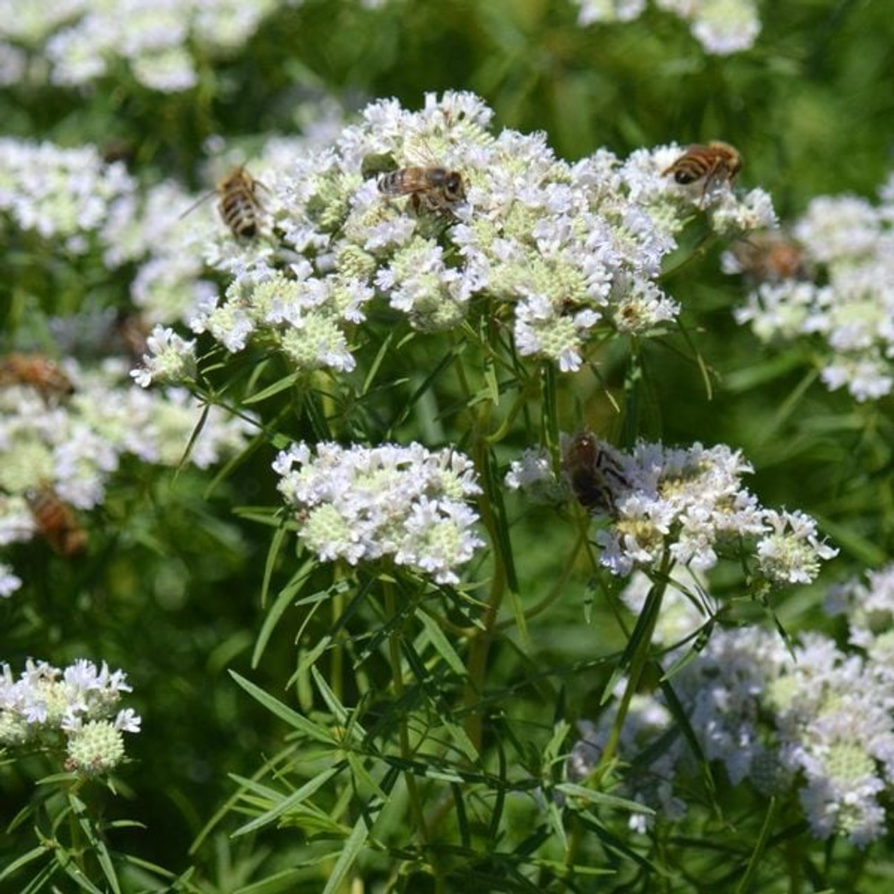 Americká horská máta Tenuifolium, Loukykvět