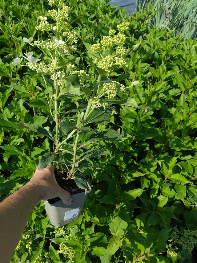 Hortenzie latnatá Kyushu - 16. 7. 2026