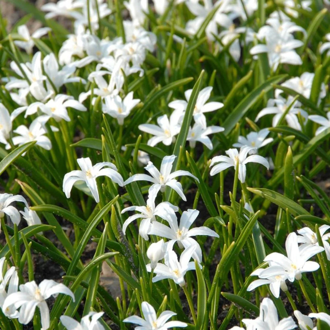 Scilla Alba, Loukykvět