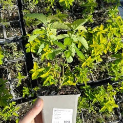 Plant