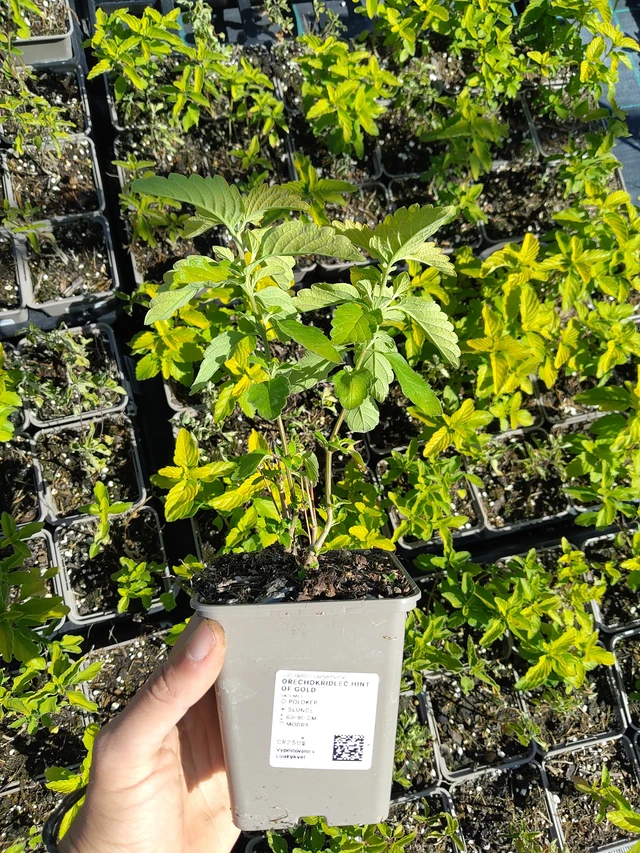 Caryopteris Hint of Gold - 12. 8. 2026