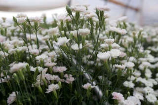 Dianthus