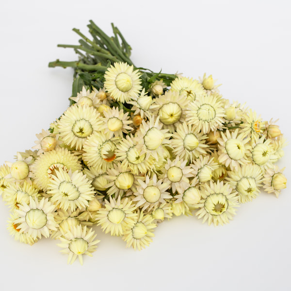 Slaměnka King Size Frosted Sulphur, Loukykvět