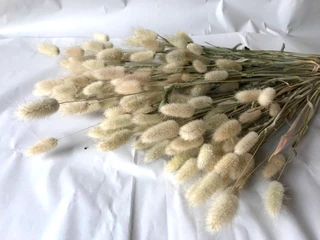 Ornamental grasses