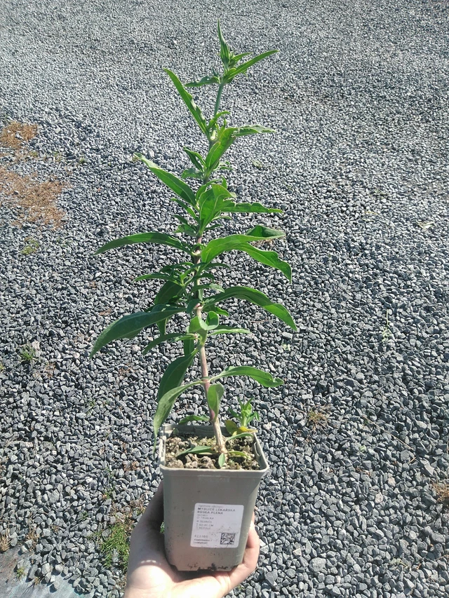 Rohtosuopayrtti Rosea Plena - 22. 7. 2026